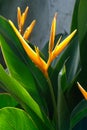 yellow heliconia flower with green leaf