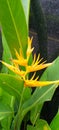 Yellow heliconia flower loving soft sunshine