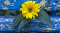 Yellow heliopsis flower with green leaves against the background of old yellow-blue wooden beams