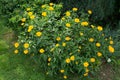 Yellow heliopsis flowers in the ornamental garden lit by the summer sun Royalty Free Stock Photo