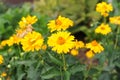 Yellow Heliopsis helianthoides flower also called rough oxeye, smooth oxeye, false sunflower in full bloom in a garden in summer Royalty Free Stock Photo