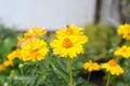 Yellow Heliopsis helianthoides flower also called rough oxeye, smooth oxeye, false sunflower in full bloom in a garden in summer Royalty Free Stock Photo