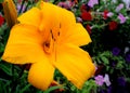 Hemerocallis