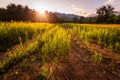 Yellow Hemp Field at Sunset Royalty Free Stock Photo