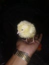 Yellow hens child setting in the hand