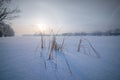 Yellow herb on snowy field