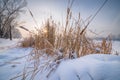 Yellow herb on snowy field