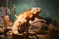 Yellow herbivore iguana closeup. Animal in the terrarium