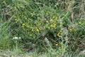 Yellow herbs, green grass Royalty Free Stock Photo