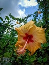 Yellow Hibcious Flower In Garden , 2021