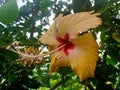 Yellow Hibicus Flower In Garden/Park , 9 July 2021 : Sarangarh