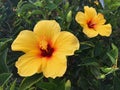 Yellow Hibicus Flowers in Profile Maui, HI