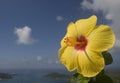 Yellow hibiscus Royalty Free Stock Photo