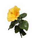 Yellow hibiscus Royalty Free Stock Photo
