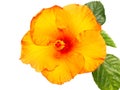 Yellow hibiscus