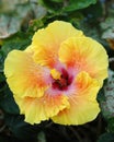 Yellow Hibiscus Royalty Free Stock Photo