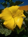 Yellow hibiscus