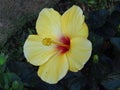 The Yellow Hibiscus Beautiful flower