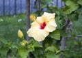 Yellow hibiscus bloom and bud in Sorrento, Italy
