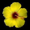 Yellow hibiscus blossom Royalty Free Stock Photo