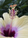 A yellow hibiscus, broad leaves, the lush growth of the stamens