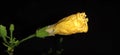 Yellow hibiscus bud of flowers buds natural photography Royalty Free Stock Photo