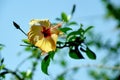 An yellow hibiscus and bud . Royalty Free Stock Photo