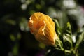 Yellow Hibiscus bud in the morning sunlight Royalty Free Stock Photo