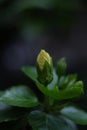 Yellow hibiscus bud will bloom Royalty Free Stock Photo