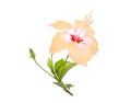 Yellow hibiscus or chaba flower with green leaves isolated