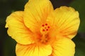 Yellow Hibiscus Flower Royalty Free Stock Photo