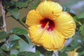 Yellow hibiscus flower with an ant Royalty Free Stock Photo