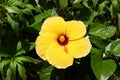 Yellow hibiscus flower blooming in the garden Royalty Free Stock Photo