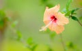 Close up of Yellow hibiscus flower blooming in garden Royalty Free Stock Photo