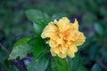 Yellow Hibiscus flower blooming in the garden. Royalty Free Stock Photo