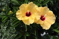Yellow hibiscus flower blooming with green leaves on plastic pot for sale in Thailand garden. Royalty Free Stock Photo
