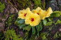 Yellow hibiscus flower blooming in the rain garden Royalty Free Stock Photo