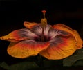 Yellow Hibiscus Flower