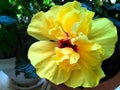 Yellow Hibiscus flower close-up in full bloom