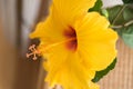 yellow hibiscus flower - closeup Royalty Free Stock Photo