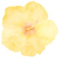 Yellow hibiscus flower collage Royalty Free Stock Photo