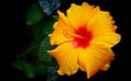 Yellow hibiscus flower with dew drops Royalty Free Stock Photo