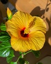 The yellow Hibiscus flower is in full bloom in the morning in an open room near the window