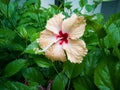 Yellow hibiscus flower with red colour in the middle blooming in the garden Royalty Free Stock Photo