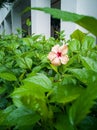 Yellow hibiscus flower with red colour in the middle blooming in the garden Royalty Free Stock Photo