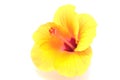 Yellow hibiscus flower isolated