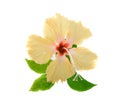 Yellow hibiscus flower isolated on white background Royalty Free Stock Photo