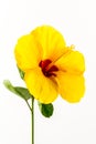 Yellow hibiscus flower. Royalty Free Stock Photo