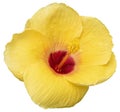 Yellow hibiscus flower isolated on white background Royalty Free Stock Photo