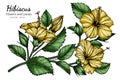 Yellow Hibiscus flower and leaf drawing illustration with line art on white backgrounds Royalty Free Stock Photo